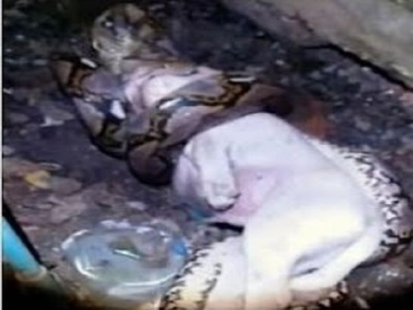 Owner Stumbles Upon Python Attacking Dog