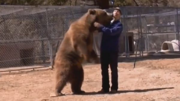 Top Bear Attacks Caught On Camera