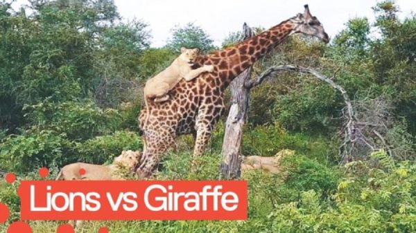 Lion Scales Giraffe To Take It Down  (Video)