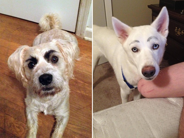 Dogs With Makeup Eyebrows (20 pics)