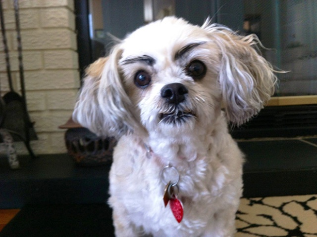 Dogs With Makeup Eyebrows (20 pics)