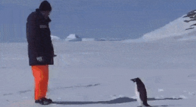 These Birds Are Very Angry (16 gifs)