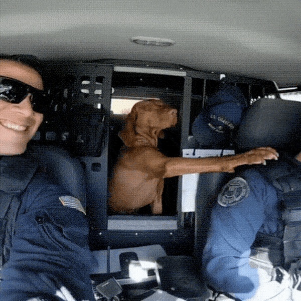 Please Pet Me (18 gifs)