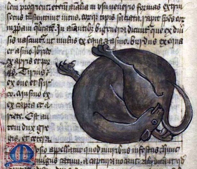 Medieval Paintings of Cats Licking Their Butts (15 pics)