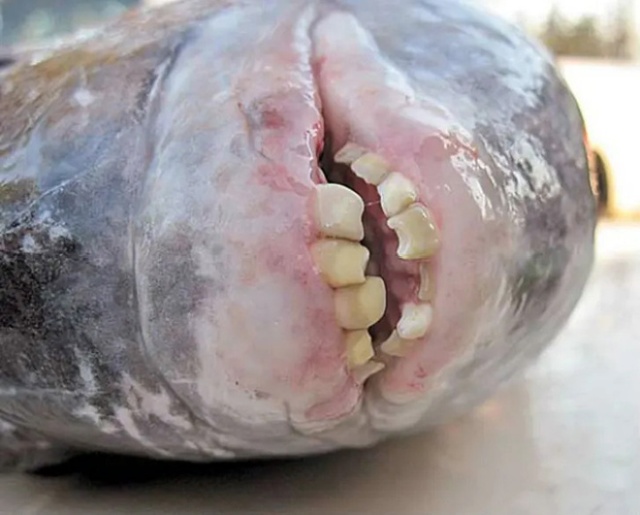 Sheepshead Fishes Have Human-Like Teeth (21 pics)