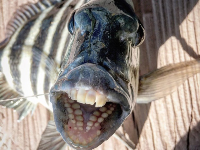 Sheepshead Fishes Have Human-Like Teeth (21 pics)