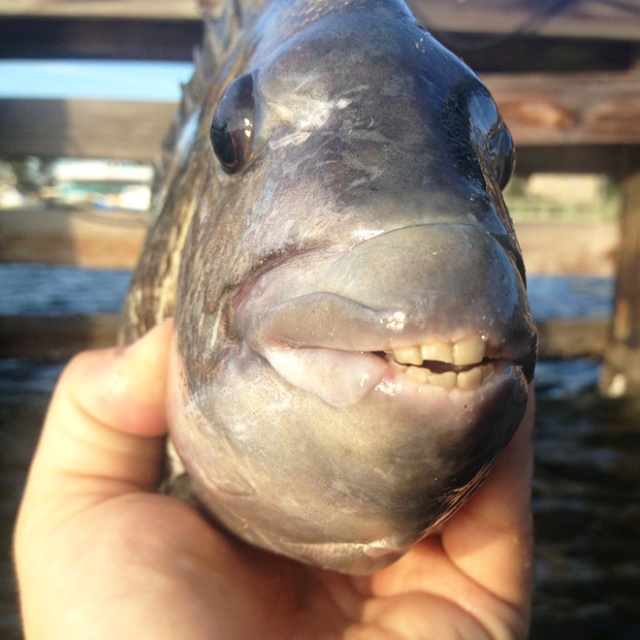 show me a picture of a sheepshead fish