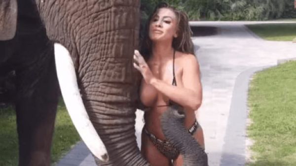 This Elephant Is Extremely Frisky!  (Video + Pics)