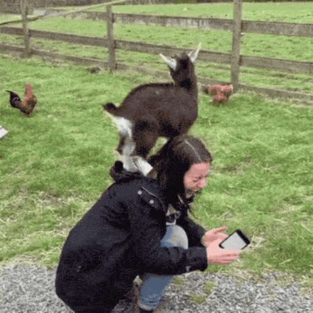 Parkour Goats (18 gifs)