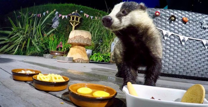 Hungry Badgers (25 pics)