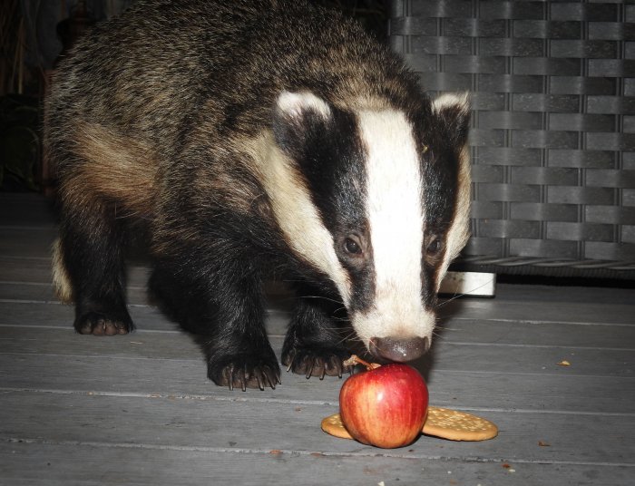 Hungry Badgers (25 pics)