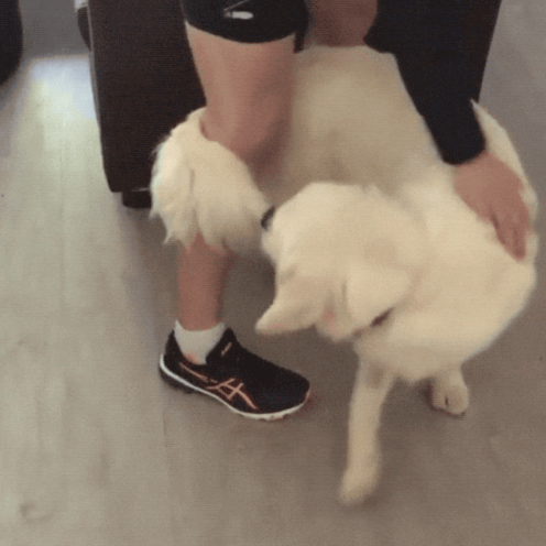 These Animals Need To Be Restarted (17 GIFs)