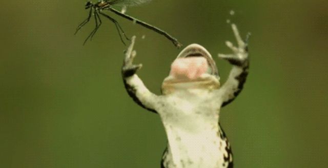 Unbelievable Nature (17 GIFs)