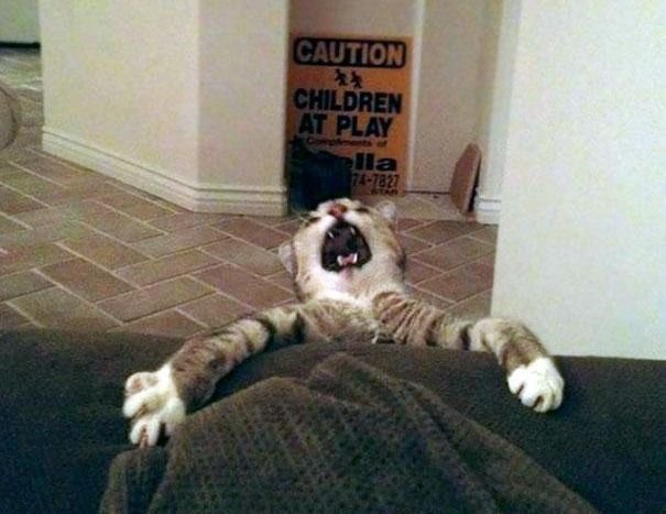 Funny Pictures Of Cats (30 pics)