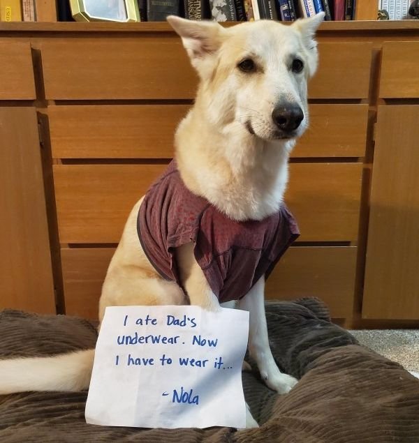 Dog Shaming (28 pics)