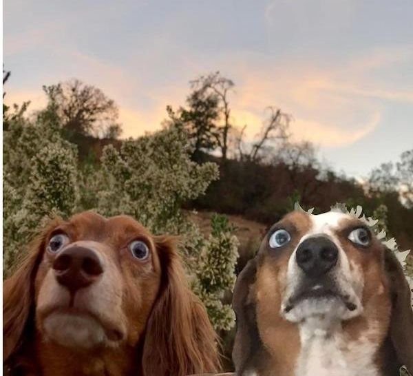 Hilarious Dogs (30 pics)