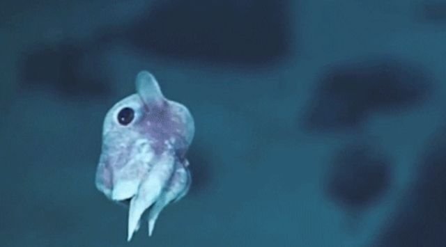 Interesting Facts About World’s Oceans (16 gifs)