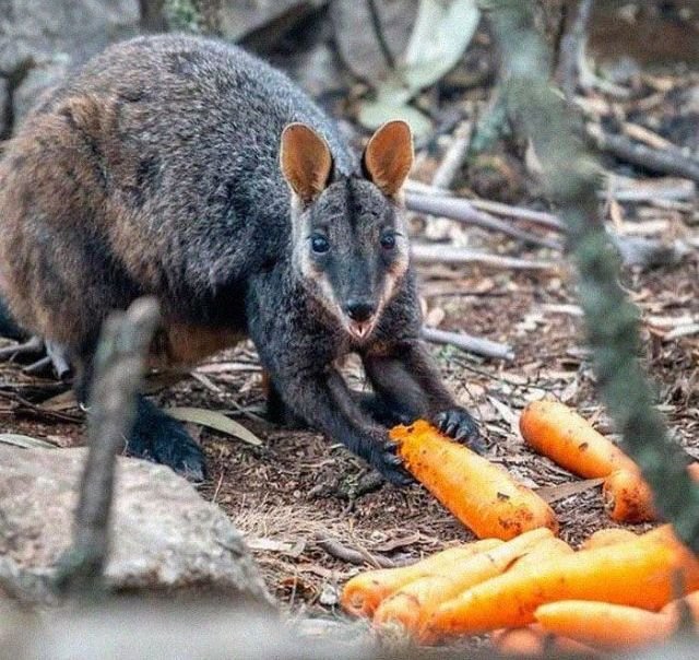 Internet Responds On Vegetable Campaign For Starving Australian Animals (19 pics)