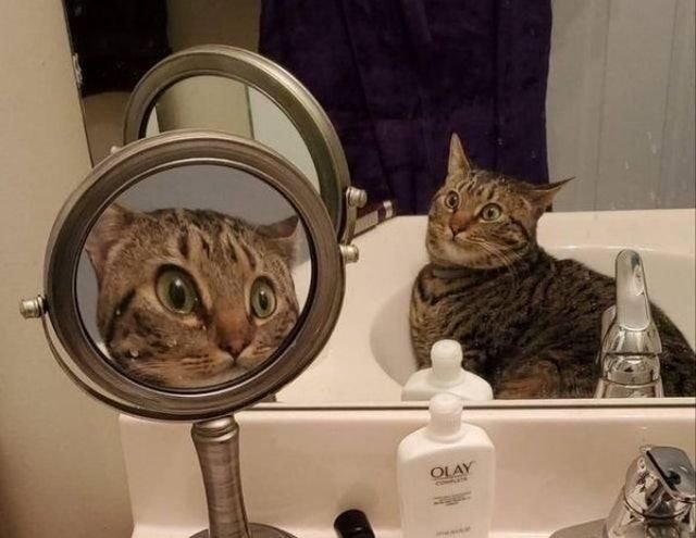 Hilarious Cats (33 pics)