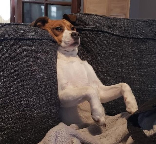 Broken Dogs (28 pics)