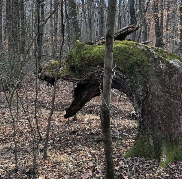 This Is Pareidolia (40 pics)