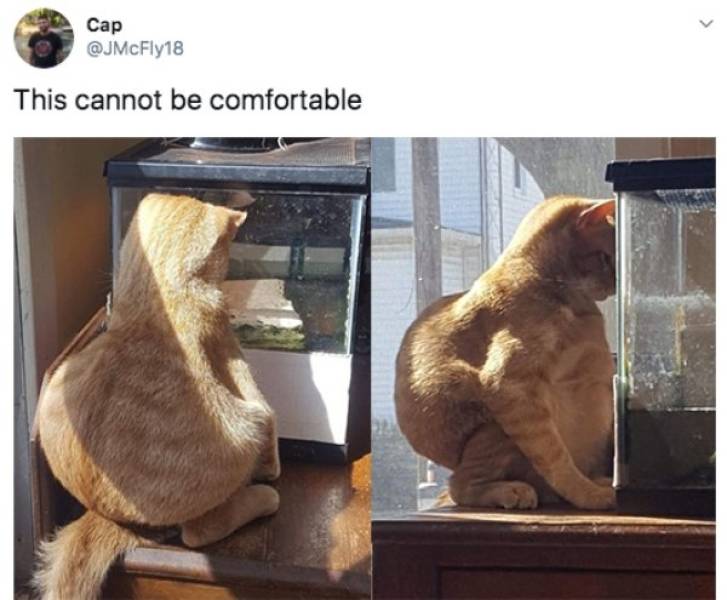 Random Funny Tweets (50 pics)