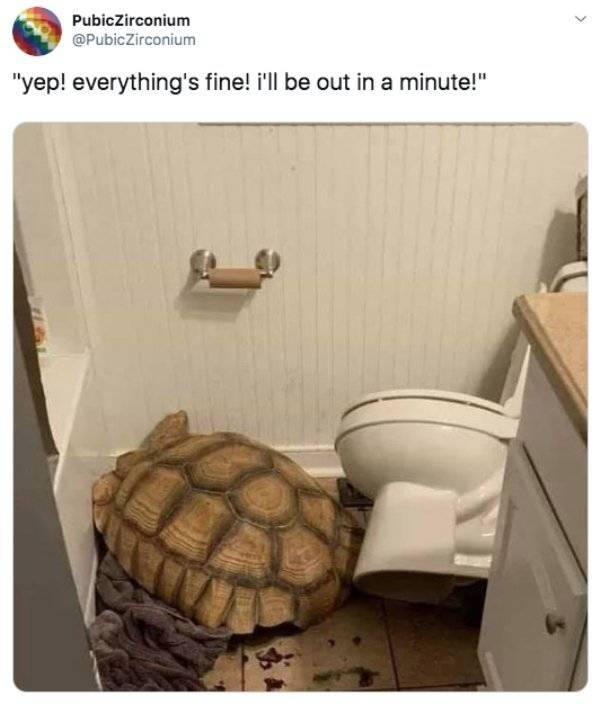 Random Funny Tweets (50 pics)