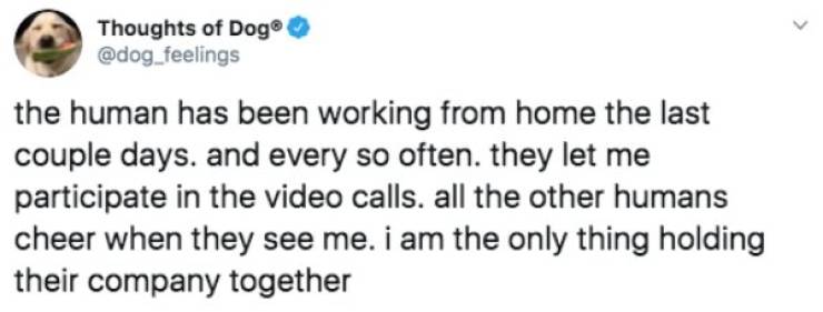 Random Funny Tweets (50 pics)