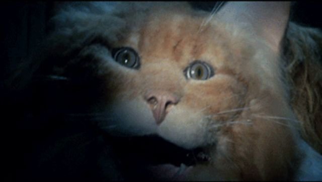 Trashy-Fun Horror Movies (14 gifs)
