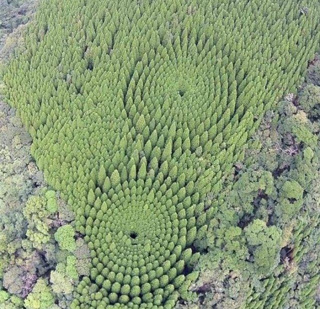 Awesome Pictures (50 pics)