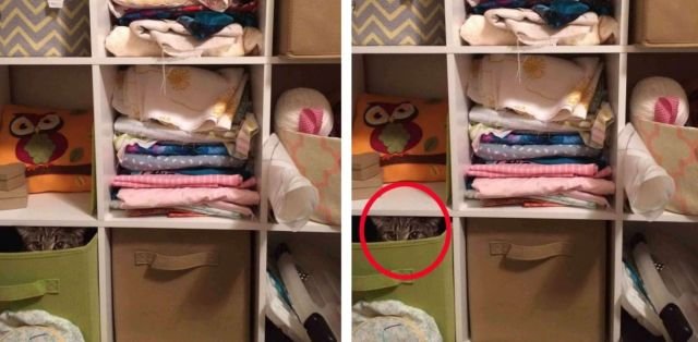 Find The Cat (34 pics)