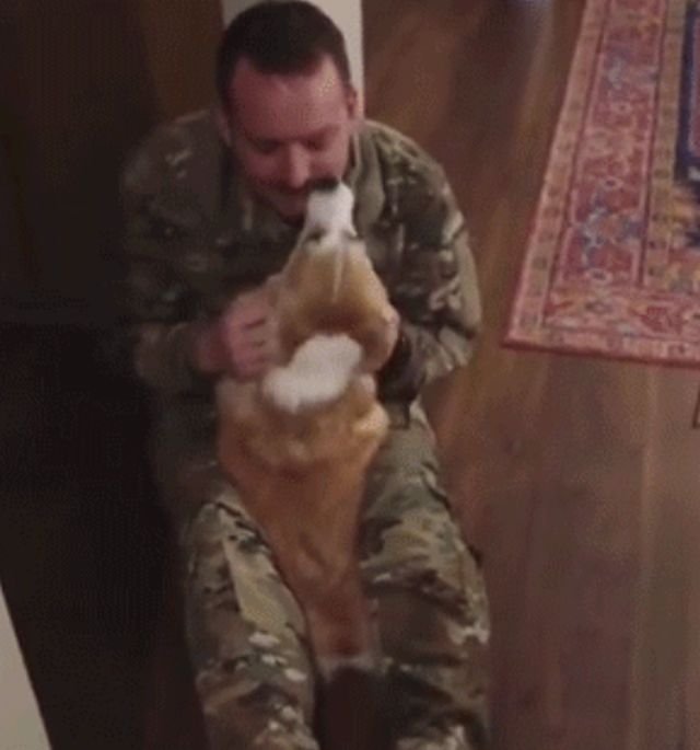 Dogs Greeting Soldiers Returning Home (11 gifs)