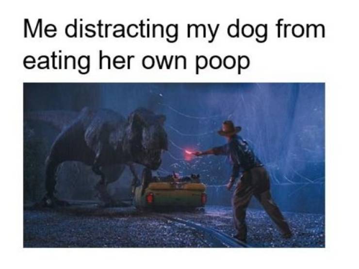 Dog Memes (30 pics)