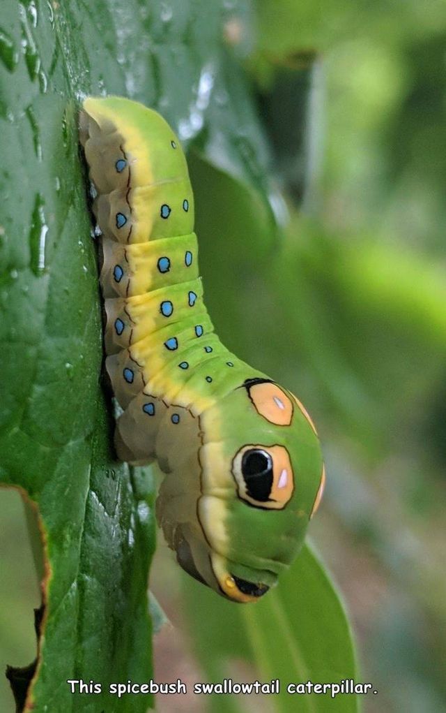Acid Picdump. Part 1 (95 pics) Acid Picdump. Part 1 (95 pics)