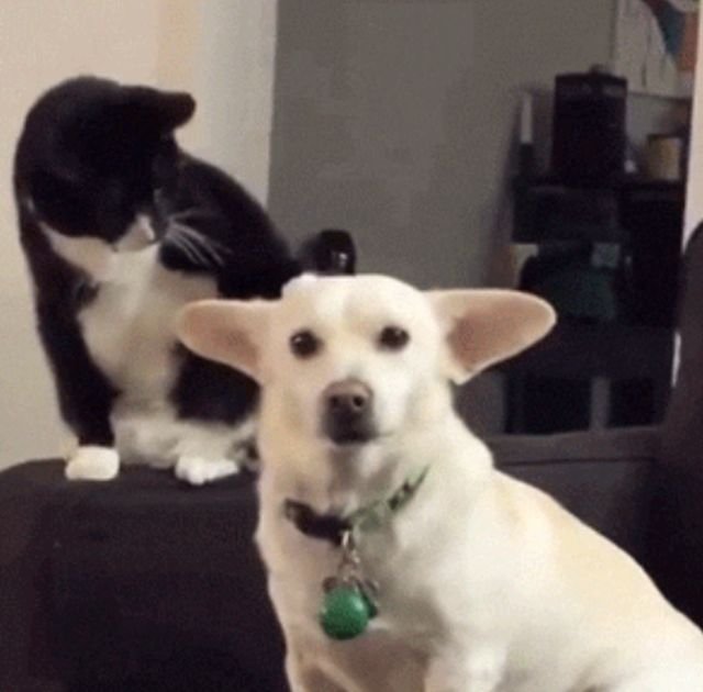 Animal GIFs (14 gifs)
