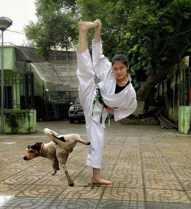 Funny Animals (64 pics)