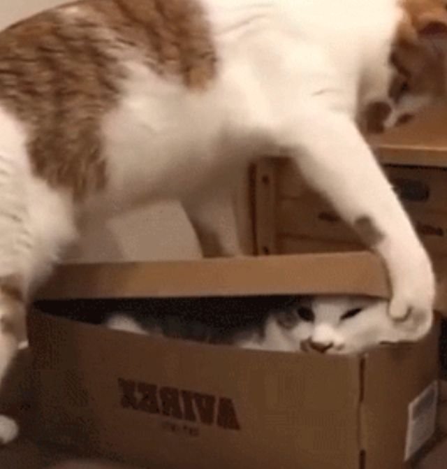 Funny Pets (14 gifs)