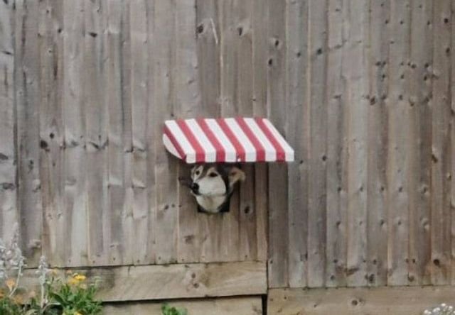 Good Examples Of Care (14 pics)