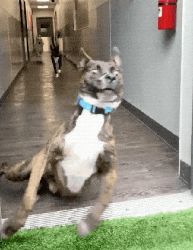 Fails (12 gifs)