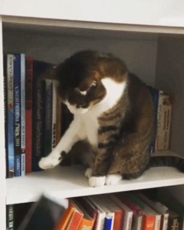 Hilarious Animals (14 gifs)