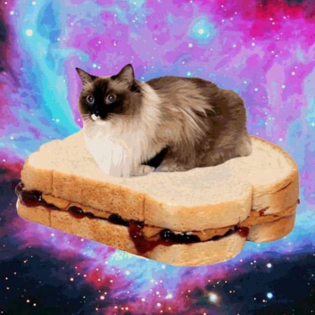 Space Cats (21 gifs)
