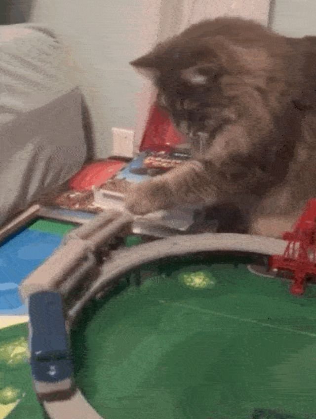 Funny Animals (25 gifs)