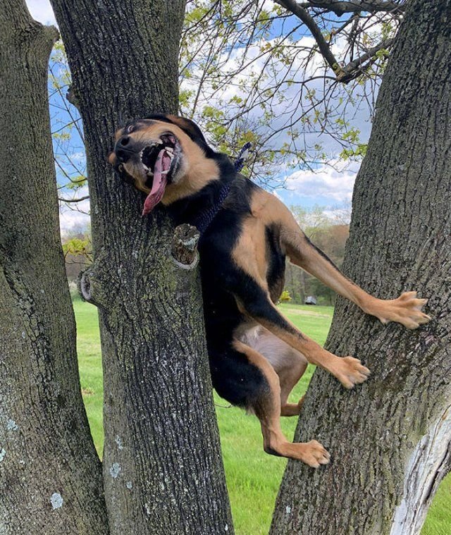 These Dogs Are Broken (50 pics)