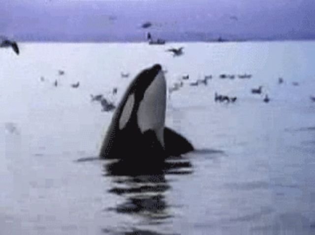 Orcas Facts (13 gifs)