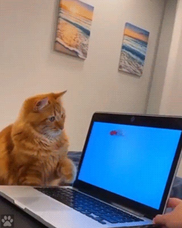 Wins And Fails (36 gifs)