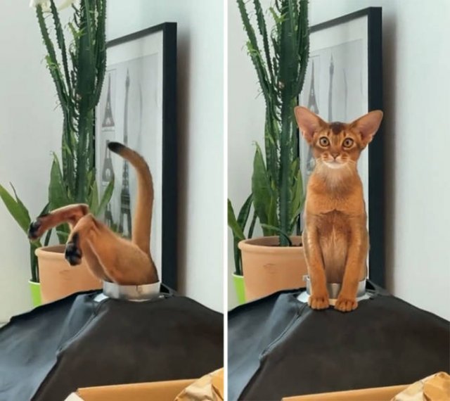 Broken Cats (50 pics)