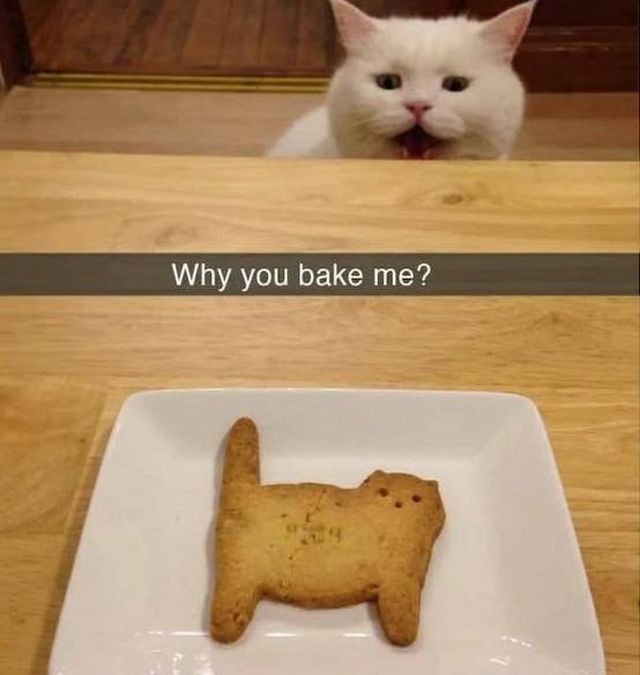 Funny Cats (28 pics)