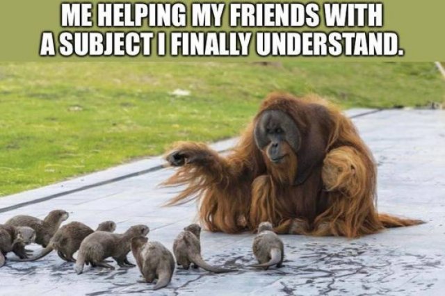 Random Memes (34 pics)