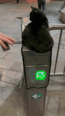 Acid GIFs, February 23 (25 gifs)