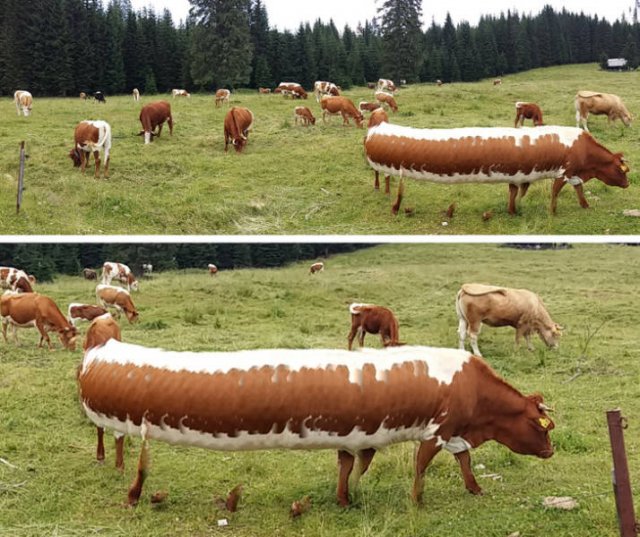 Weird Photos (33 pics)